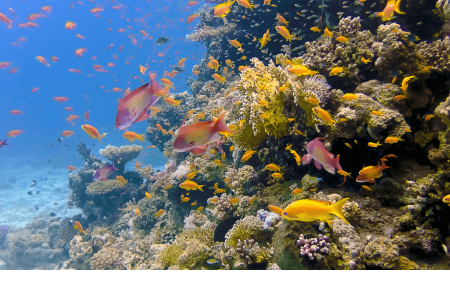 Sharm El Naga bay Snorkeling Trip with Lunch from Hurghada