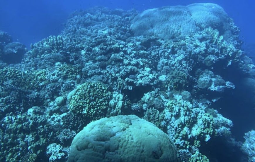 Sea Scope Submarine Adventure in Hurghada with Alam Tours